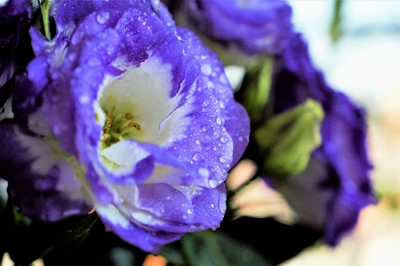 Flower blue purple lilac Photo