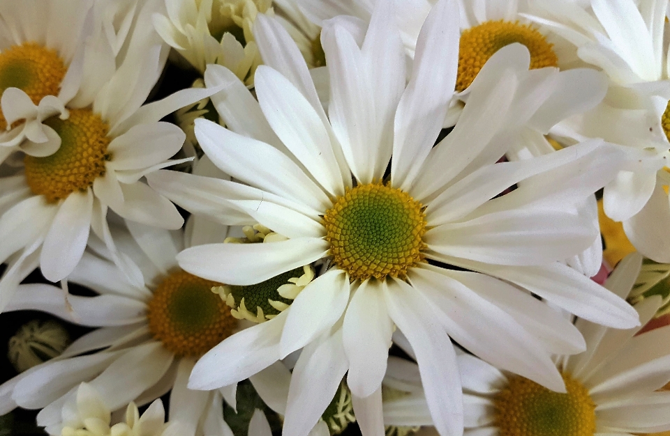 Daisies flowers white nature