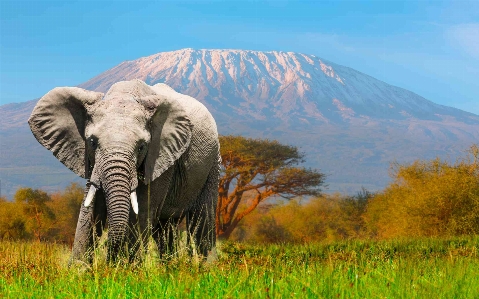 Foto Gajah tanaman langit komunitas tanaman
