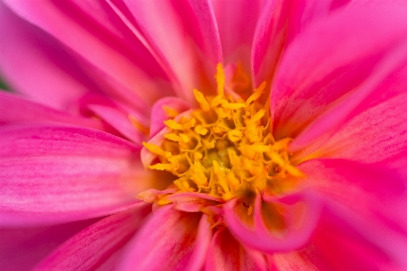 花 植物 花弁 ピンク 写真