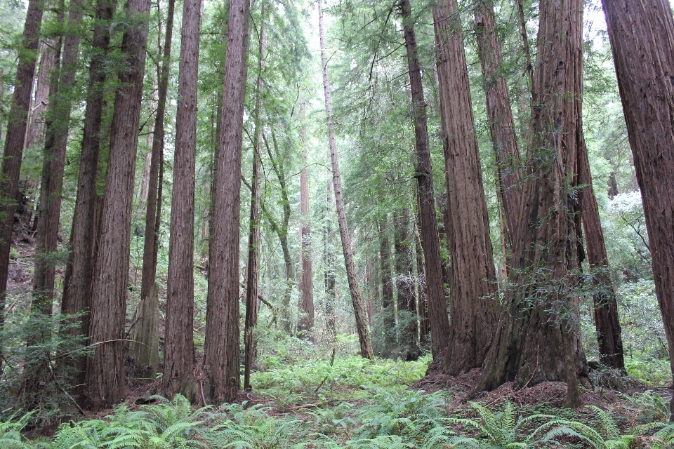 Usine communauté végétale
 paysage naturel
 arbre