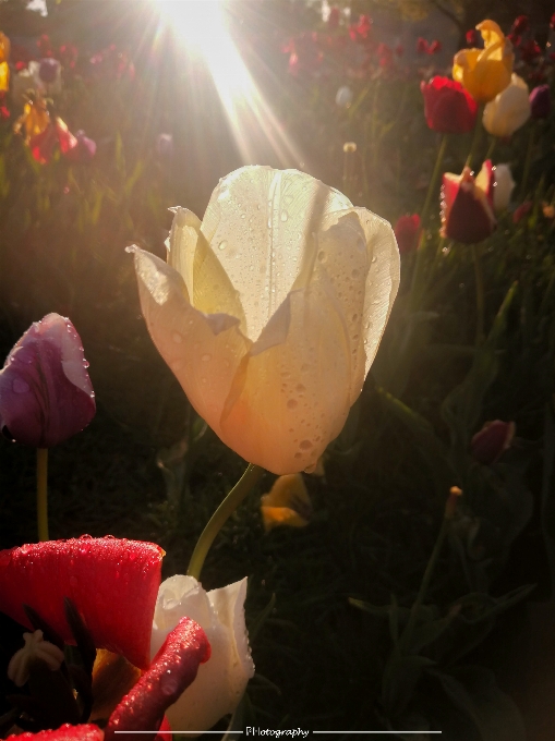 Tulipa holandês flor plantar