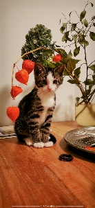 Kitten innocence cat plant Photo