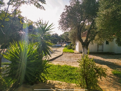 Samos greece plant cloud Photo