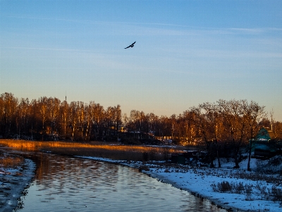 Images water sky bird Photo