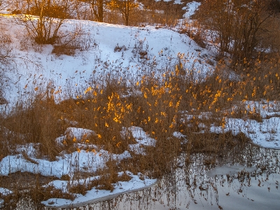 Images plant snow ecoregion Photo