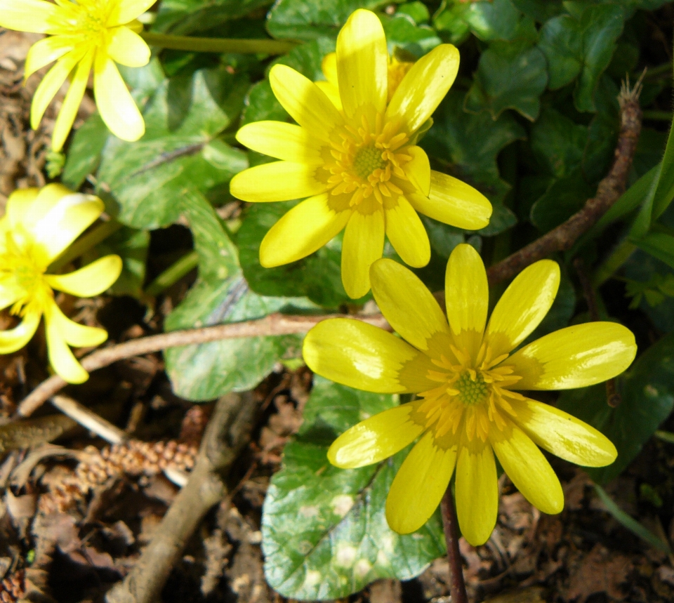 Gelb blume anlage blütenblatt