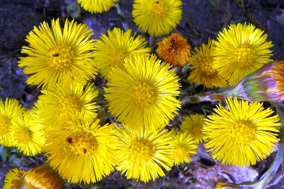 Jaune fleur usine tussilage
