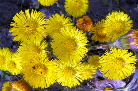 Foto Amarelo flor plantar coltsfoot
