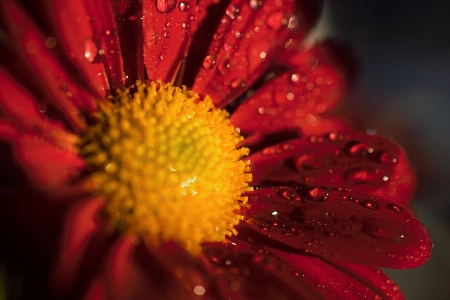 Flower red yellow water Photo