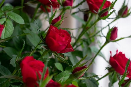 Flower roses flowers red Photo