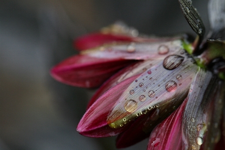 Water flower plant liquid Photo