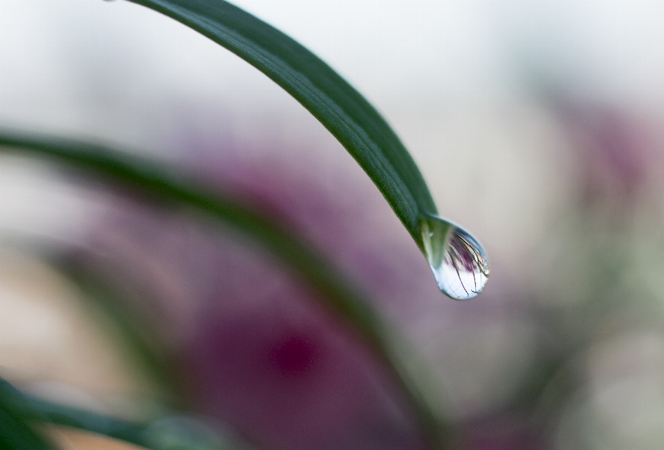 Water drop leaf flower nature