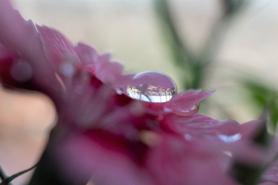 Water drop flower petal pink