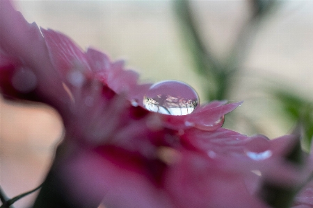 Water drop flower petal pink Photo