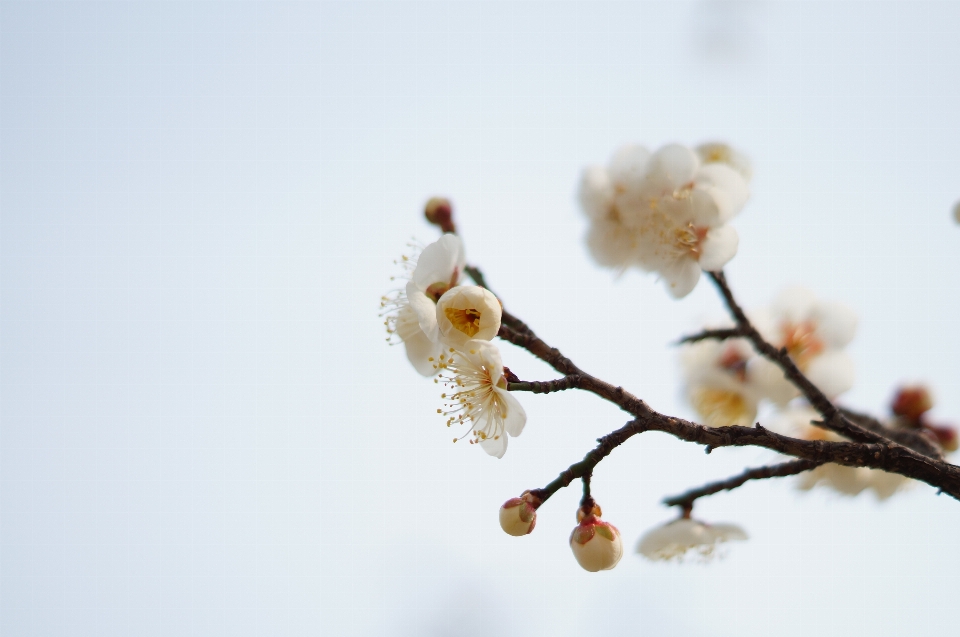 Pflaume blüte aprikose blume