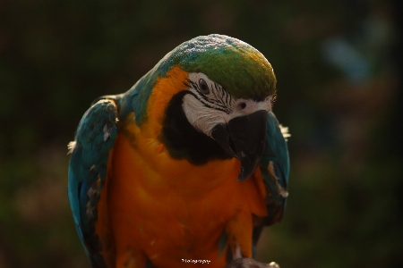 Ara bird parrot macaw Photo