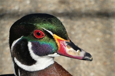 Carolina duck head eyes Photo