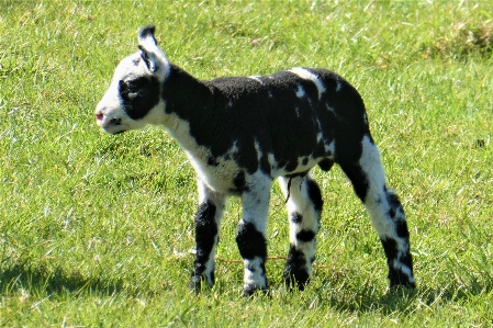 Sheep lamb cattle grass Photo