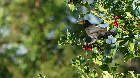 Bird plant beak twig Photo