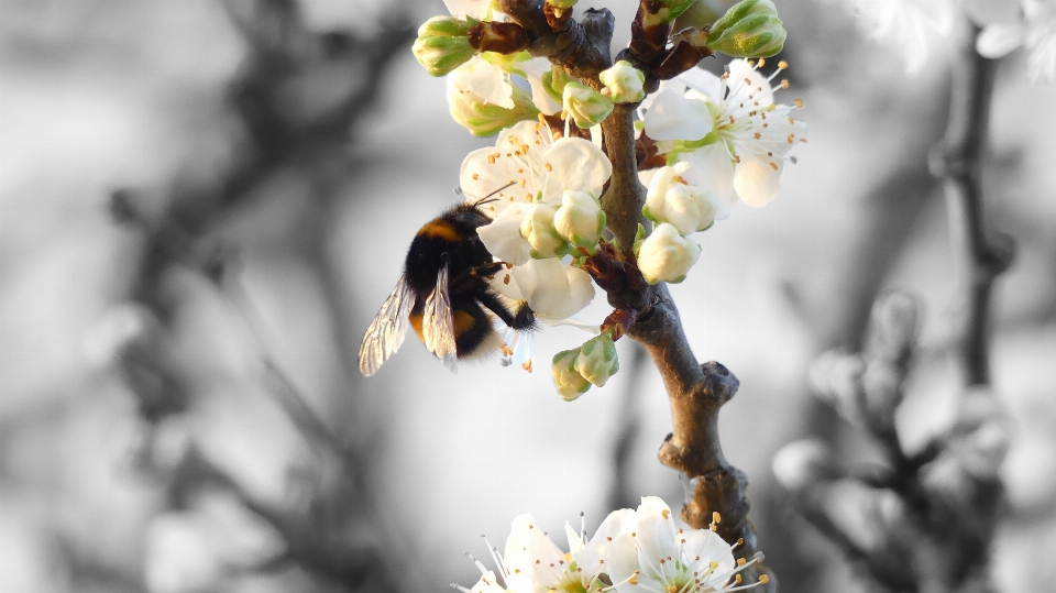 Fleur usine pollinisateur
 pétale