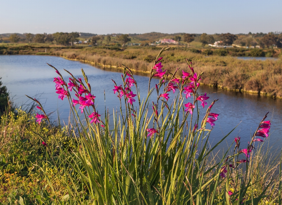 Gladiolus water flower plant