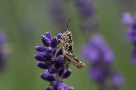 Flower pollinator insect plant Photo