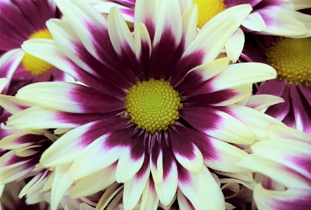 Flower petals pink purple Photo