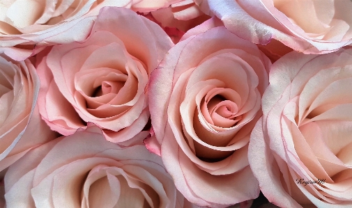 Roses pink flower plant Photo