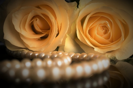 Roses pearls flower spring Photo