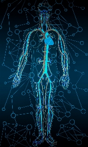 Human body circulatory system circulation blood Photo