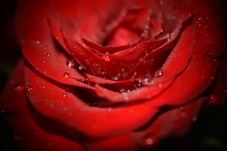 Red rose water drops Photo