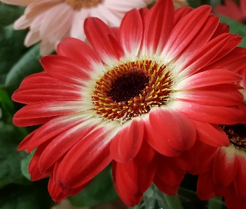 Flower red white nature Photo