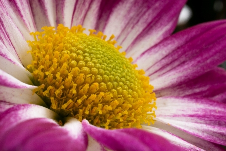 Flower pink petals pollen Photo