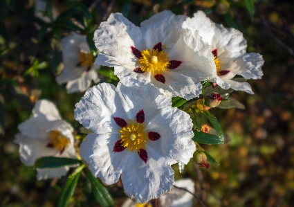 Foto Cisti
 fiore pianta petalo