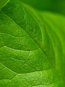 植物 花 树 水 照片