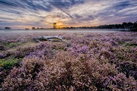 Flower cloud sky plant Photo