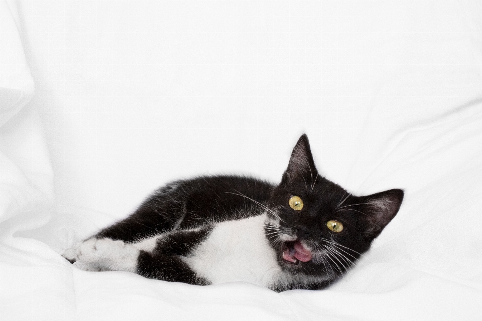 Monochromatisch
 katze gelbe augen
 hintergrund