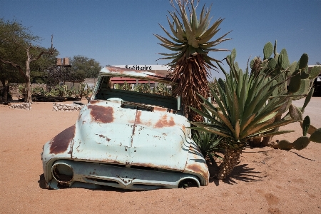 Namibia 2017 sky plant car Photo