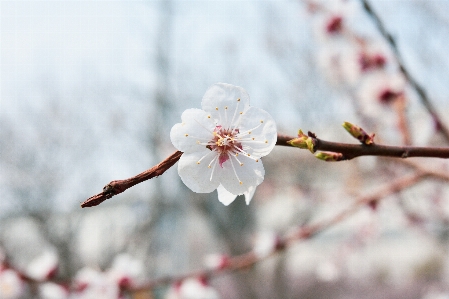 花 植物 花弁 ブランチ 写真