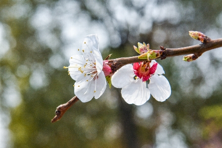 花 植物 花弁 小枝 写真