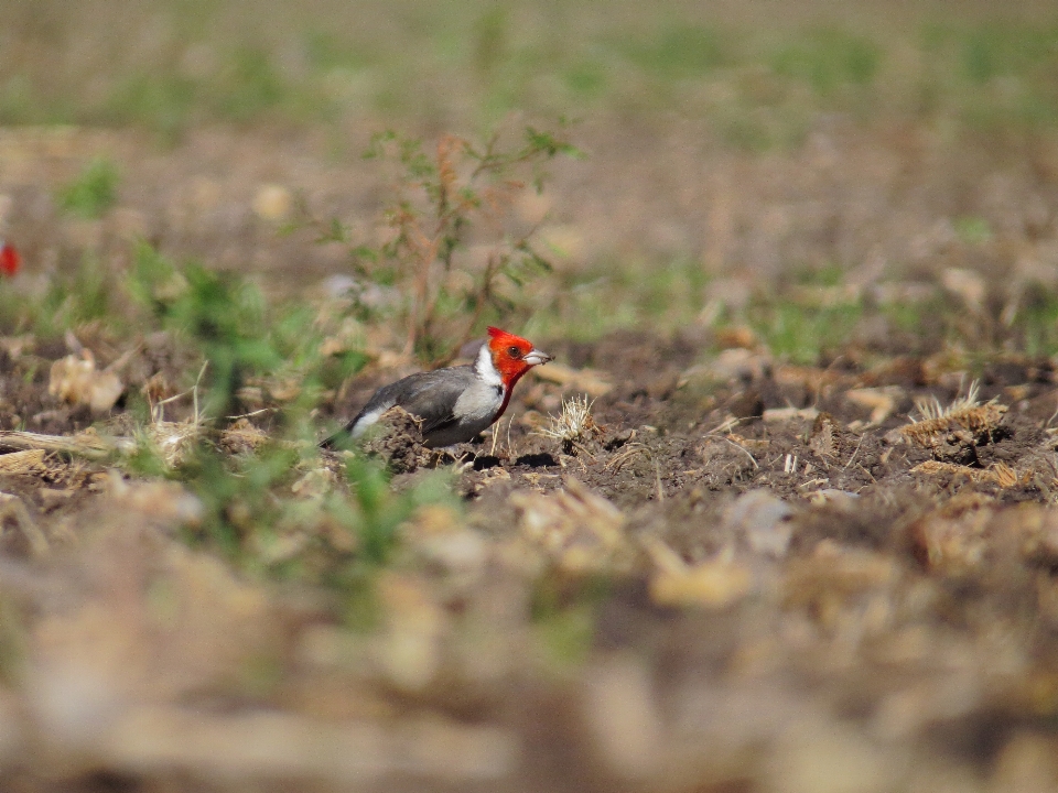 餌やり
 鳥を食べる
 鳥の餌やり
 食べ物
