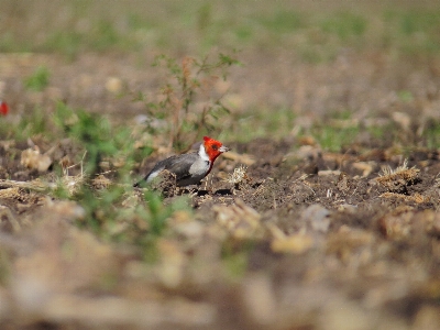 餌やり
 鳥を食べる
 鳥の餌やり
 食べ物
 写真