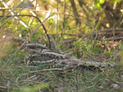 Chotacabras dormilon dormir escondido Photo