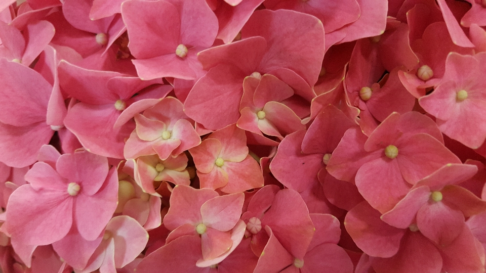 Hydrangea macro pink petals