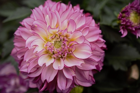 花 ダリア
 ピンク 花びら
 写真