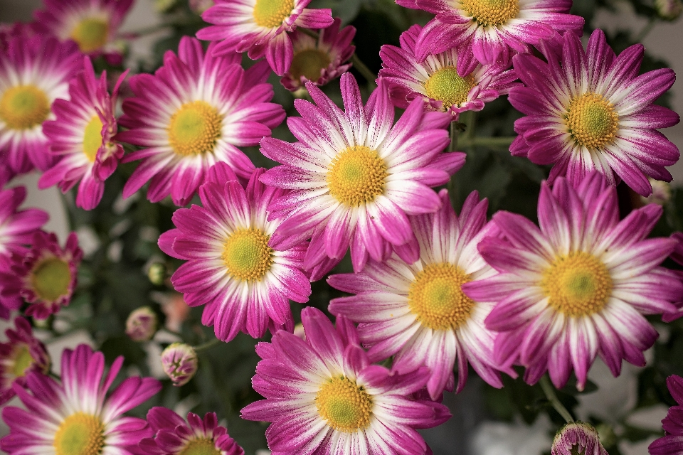 Fiori natura rosa
 avvicinamento
 primavera