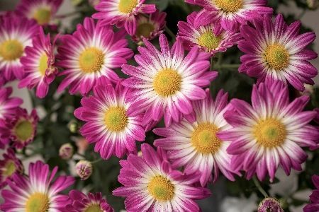 Flowers pink nature close up spring Photo