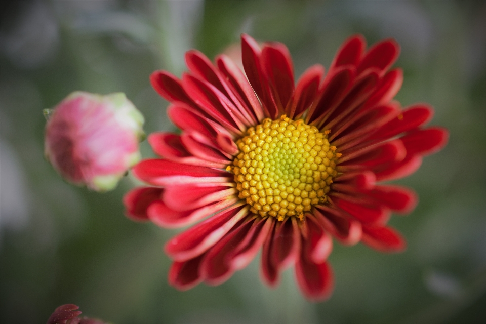 Flor rojo naturaleza pétalos
