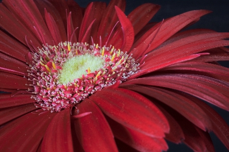 Foto Bunga aster daun merah